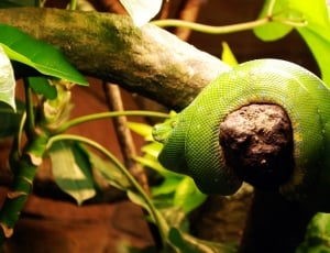 green snake on tree branch thumbnail