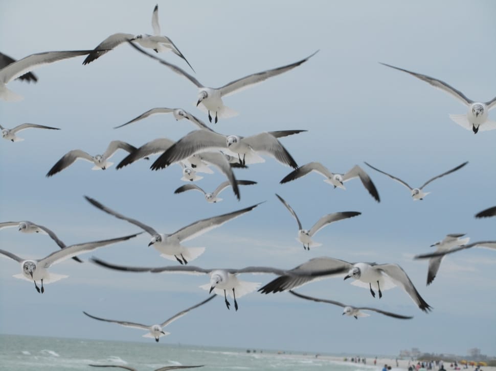 Seagulls, Blue, Birds, Sky, Flying, Grey, bird, flying preview