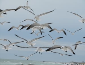 Seagulls, Blue, Birds, Sky, Flying, Grey, bird, flying thumbnail