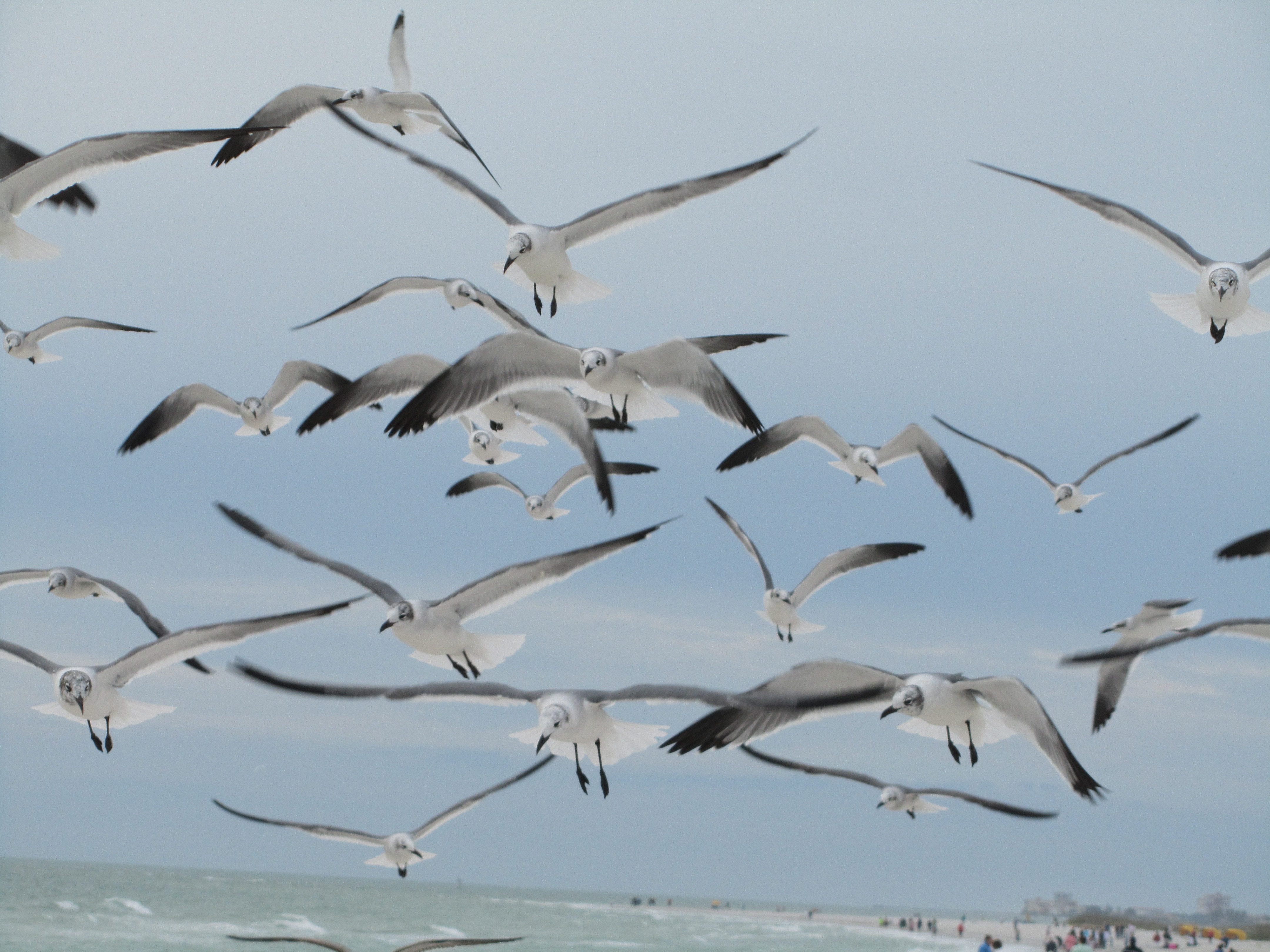 Seagulls, Blue, Birds, Sky, Flying, Grey, bird, flying