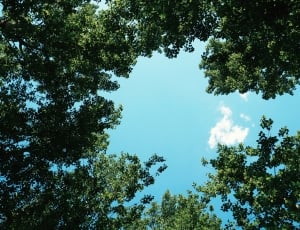 low angle photography of tall green trees during day time thumbnail