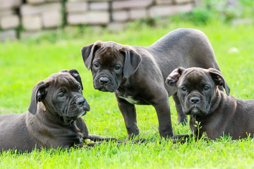 Great Black American Bulldog Puppies in the world Learn more here 