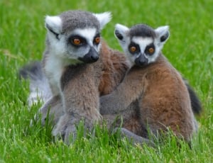 2 red tailed lemurs thumbnail