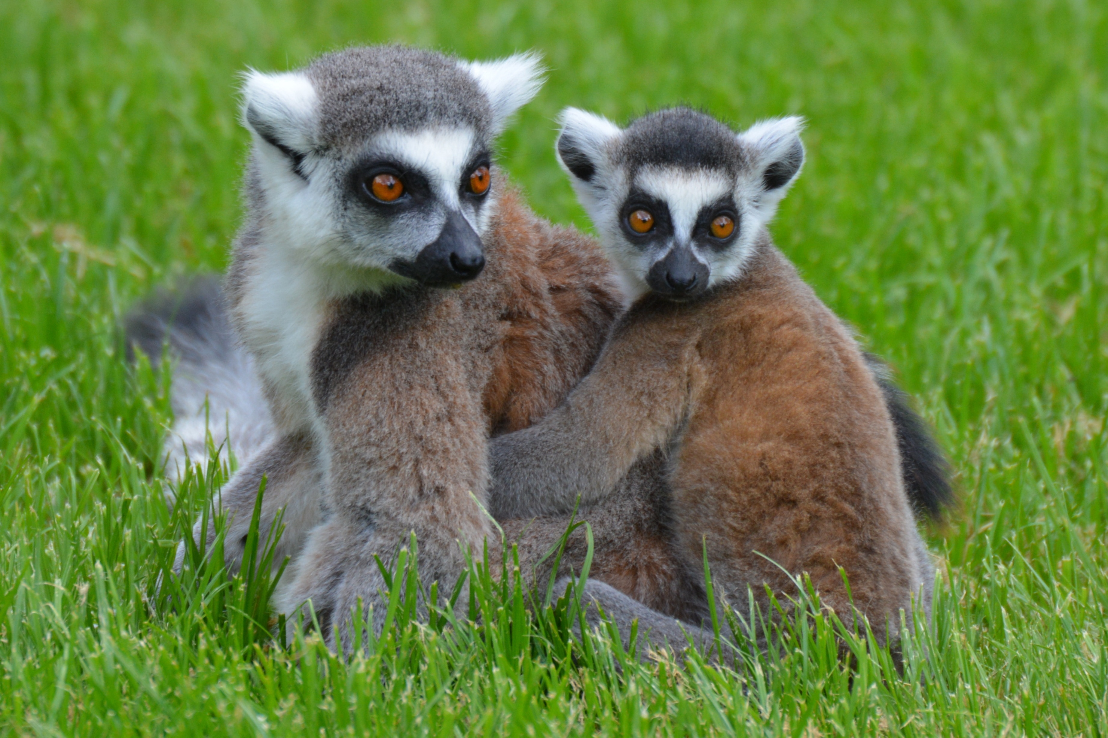 2 red tailed lemurs