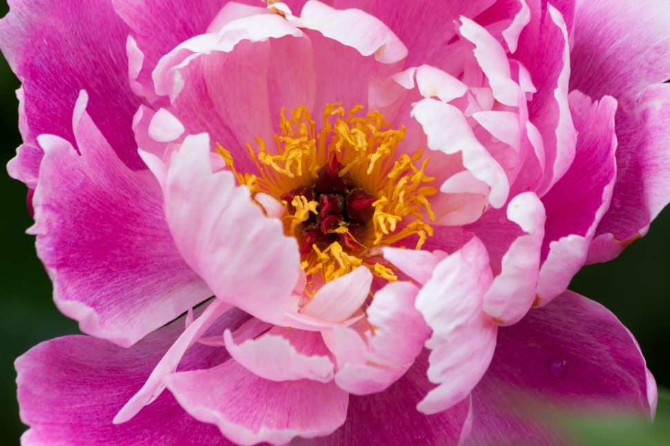 Flora, Spring, Flower, Nature, Peony, flower, pink color preview