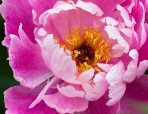 Flora, Spring, Flower, Nature, Peony, flower, pink color thumbnail