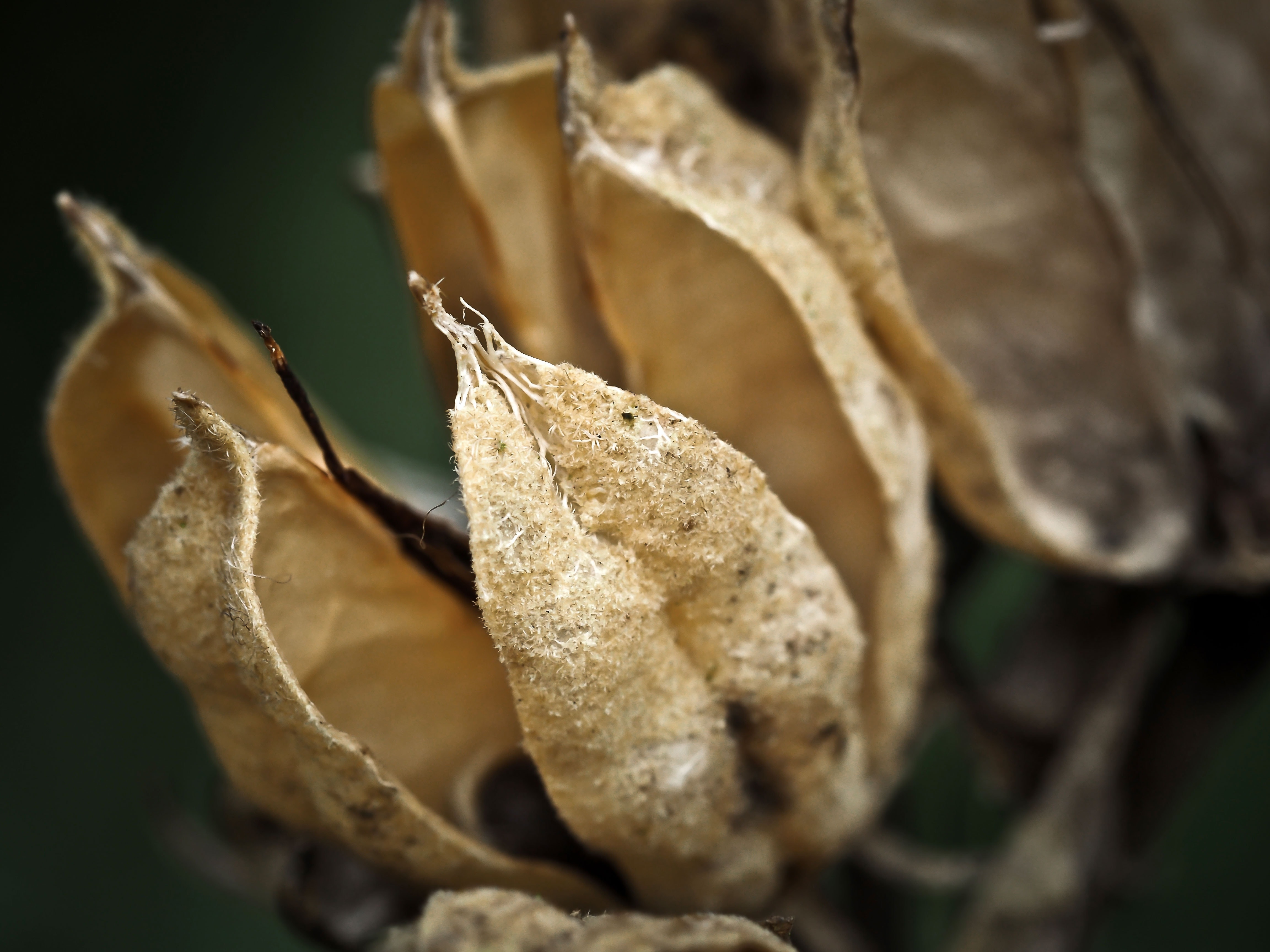 withered physalis