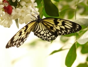 yellow and black Butterfly shallow focus photo thumbnail