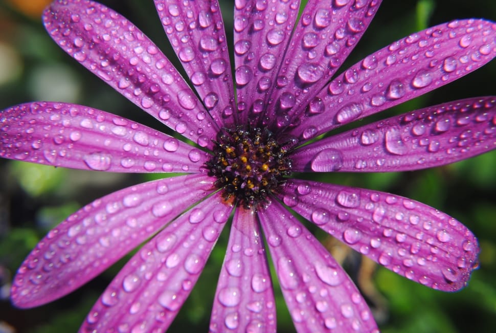 Water Purple, Flower, Drops, Summer, flower, plant preview