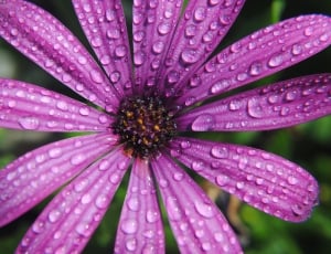 Water Purple, Flower, Drops, Summer, flower, plant thumbnail