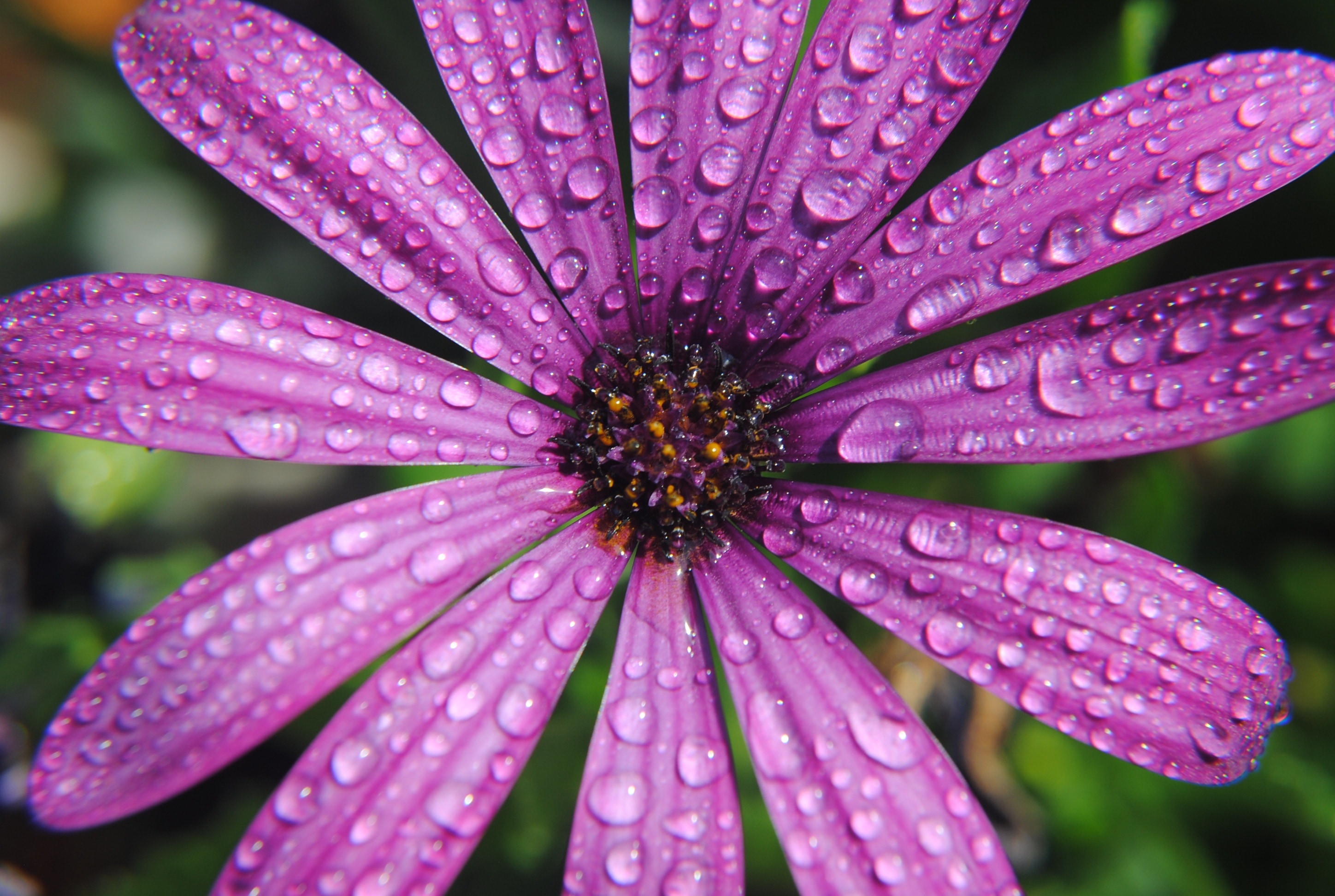 Water Purple, Flower, Drops, Summer, flower, plant