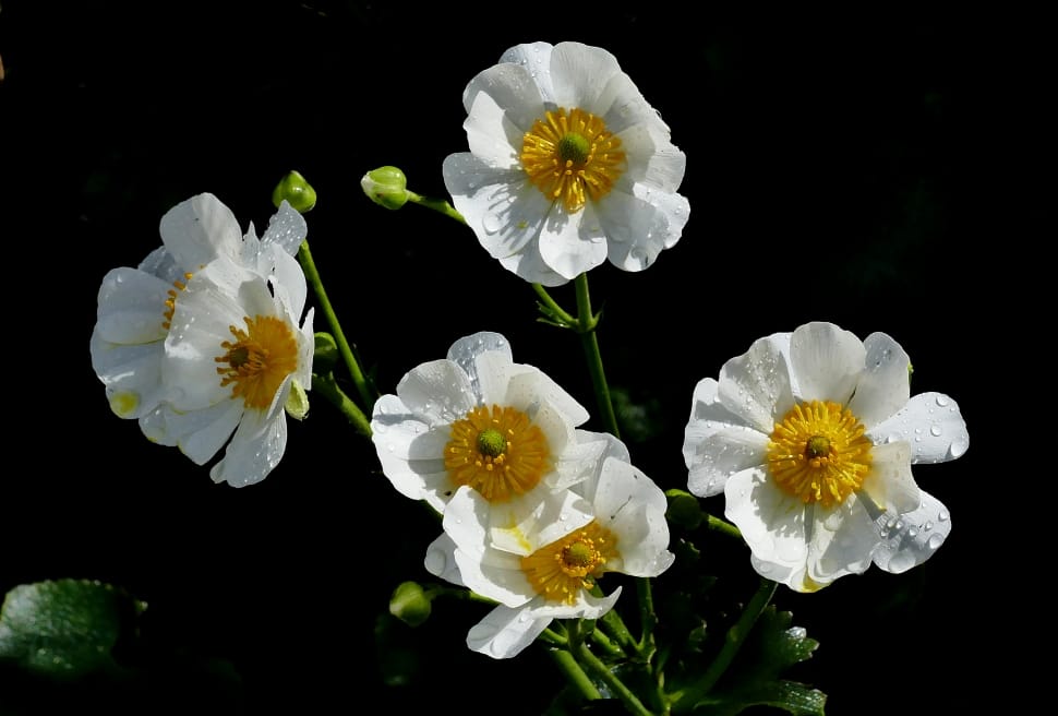 The Mount Cook lily (Ranunculus lyallii) preview