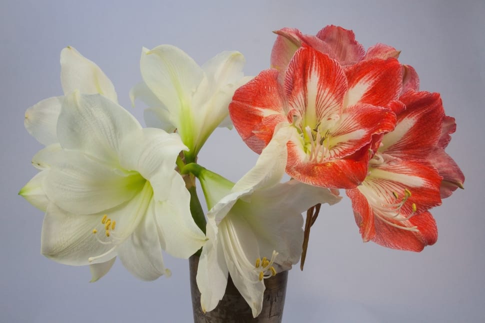 Red, Amaryllis, Blossom, White, Bloom, flower, no people preview