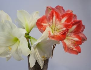 Red, Amaryllis, Blossom, White, Bloom, flower, no people thumbnail