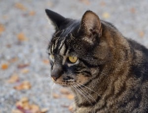 black and brown striped cat thumbnail