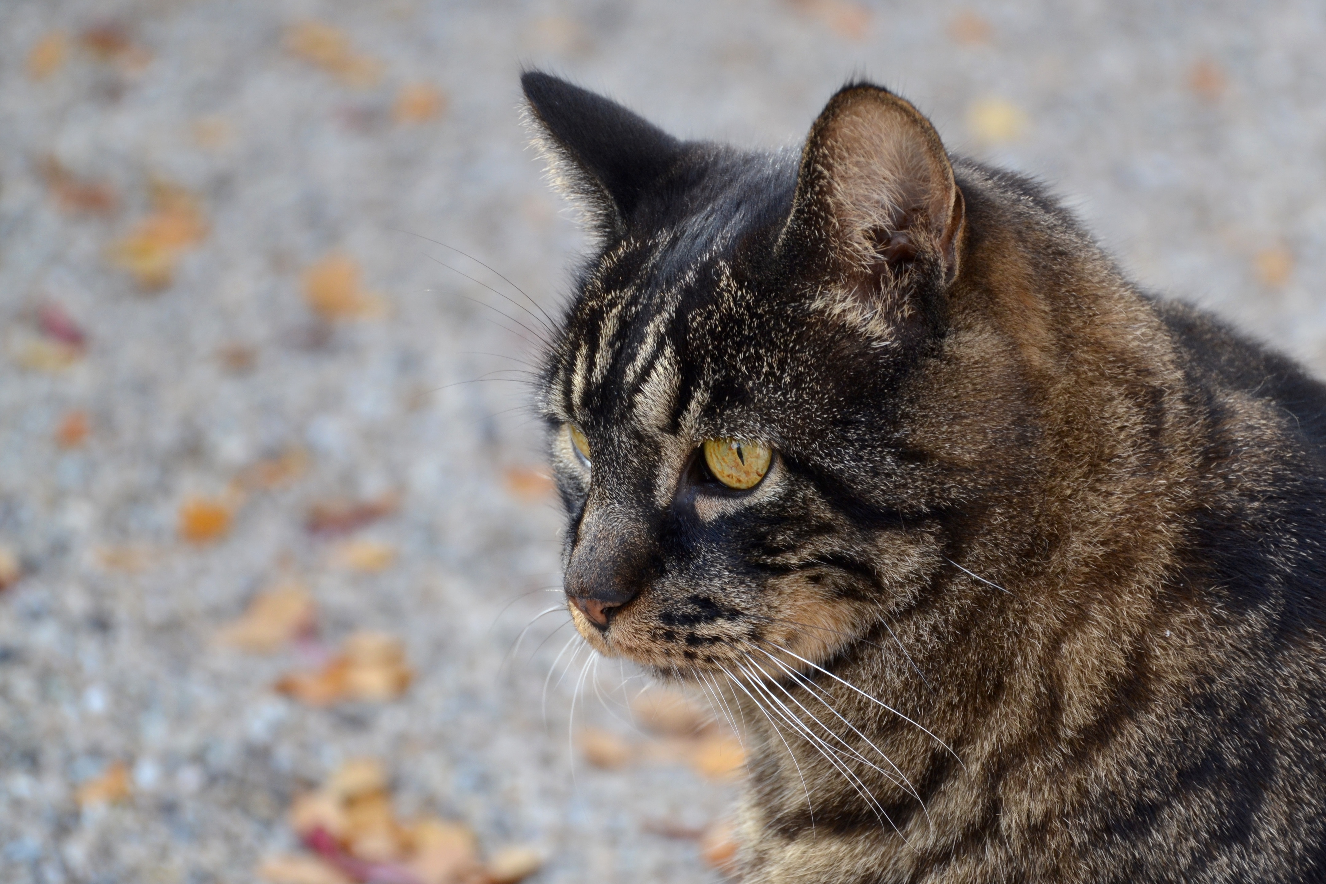 black and brown striped cat