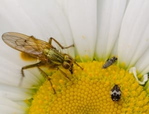yellow bee perch on daisy flower with black and white banded bugs thumbnail