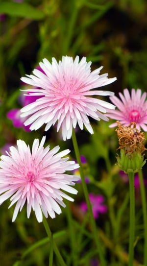 pink and white cluster flowers thumbnail