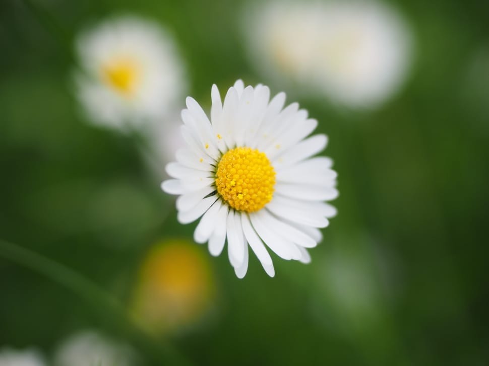 Daisy, White, Blossom, Bloom, Flower, flower, growth preview