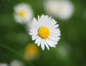 Daisy, White, Blossom, Bloom, Flower, flower, growth thumbnail
