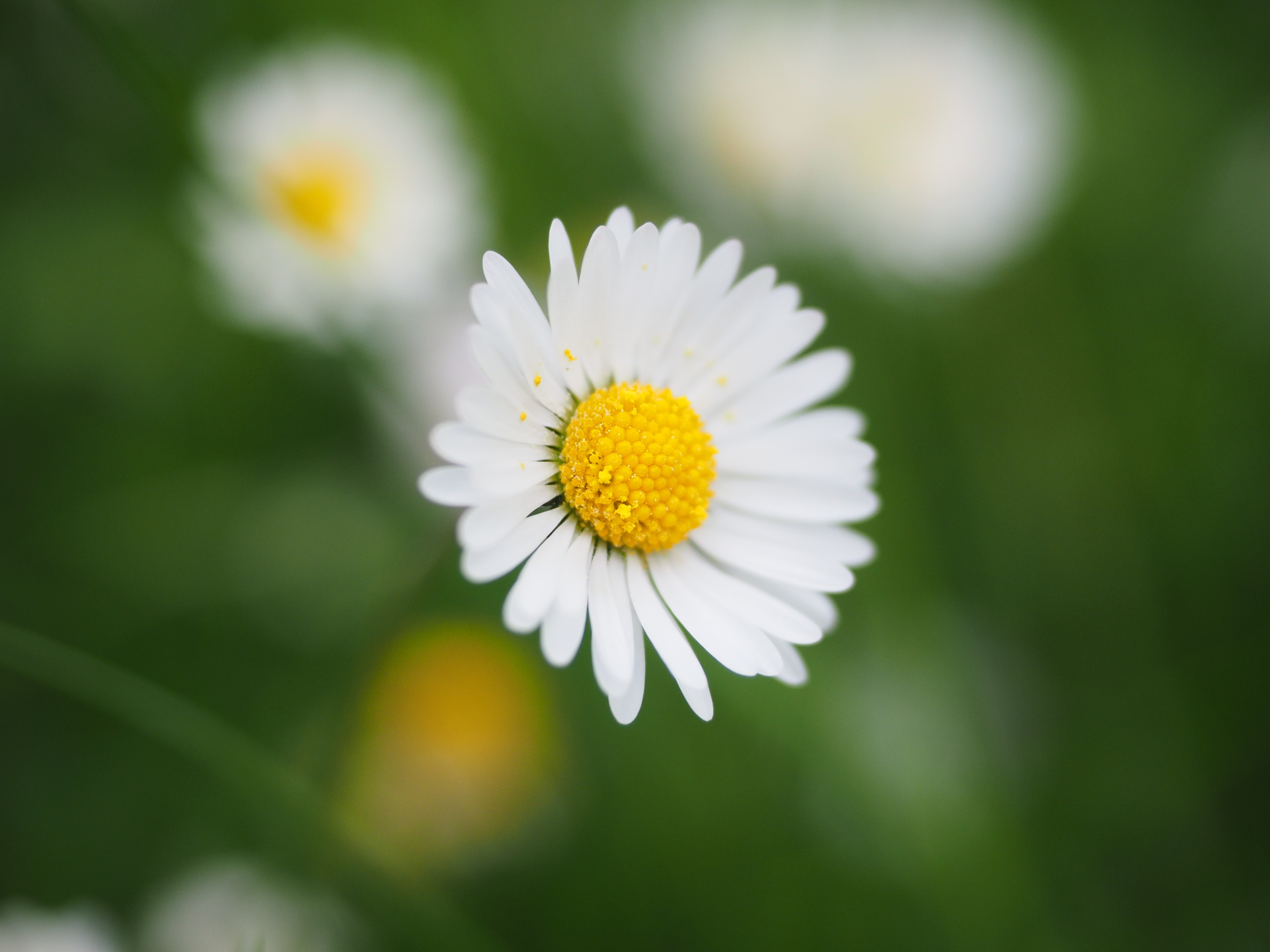 Daisy, White, Blossom, Bloom, Flower, flower, growth