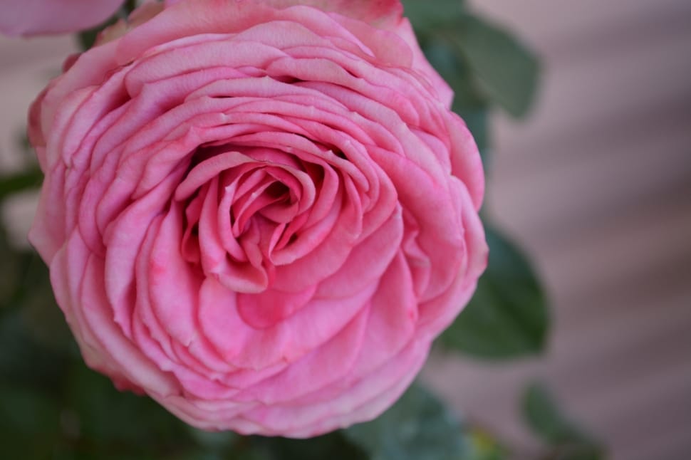Rose, Dusky Pink, Romantic, Color, flower, petal preview