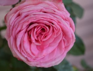 Rose, Dusky Pink, Romantic, Color, flower, petal thumbnail