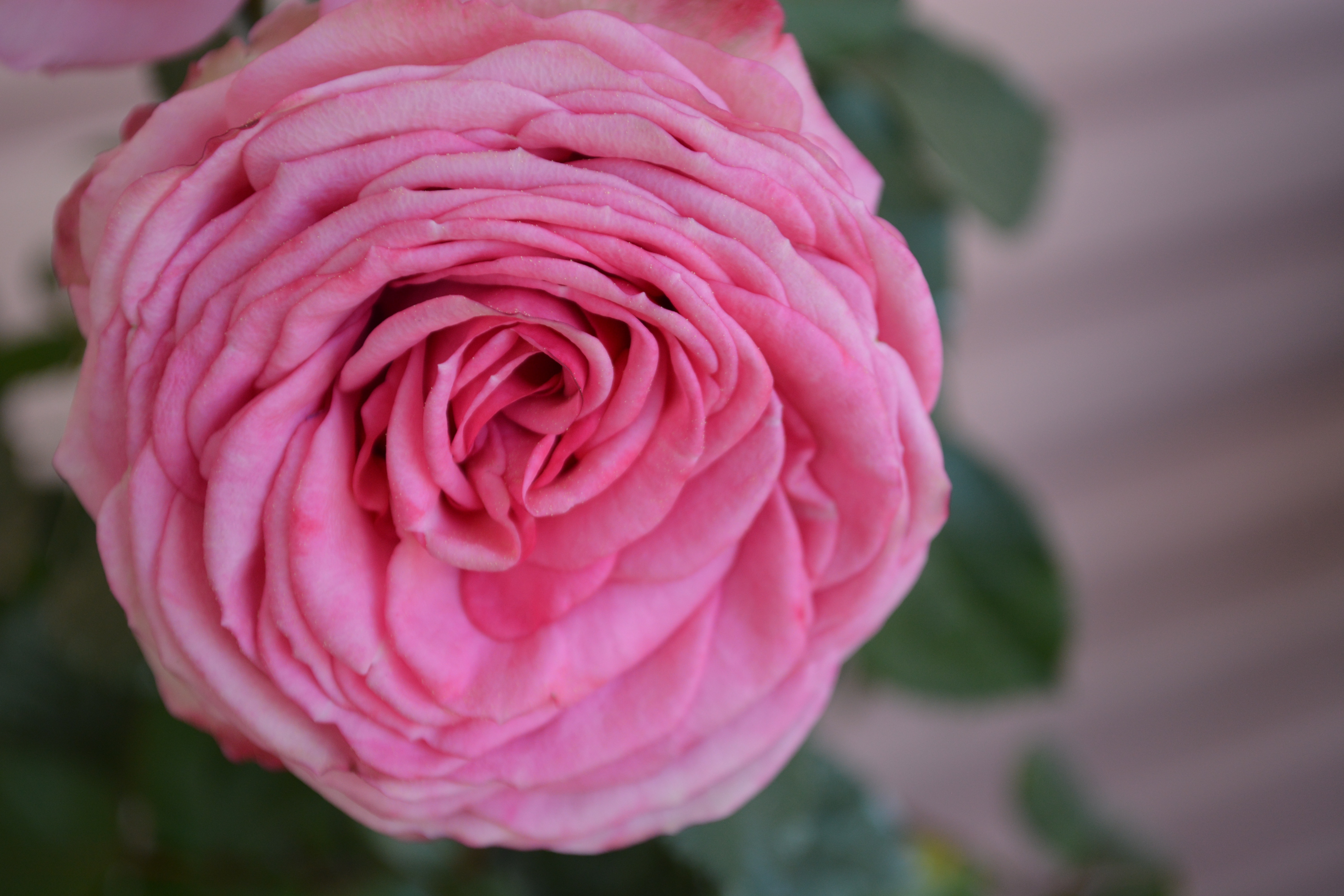 Rose, Dusky Pink, Romantic, Color, flower, petal