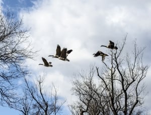 Canadian Geese, Bird, Flock, Fly, Geese, animal wildlife, animals in the wild thumbnail