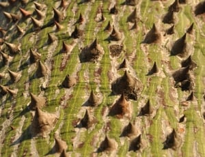 green and brown spikes thumbnail