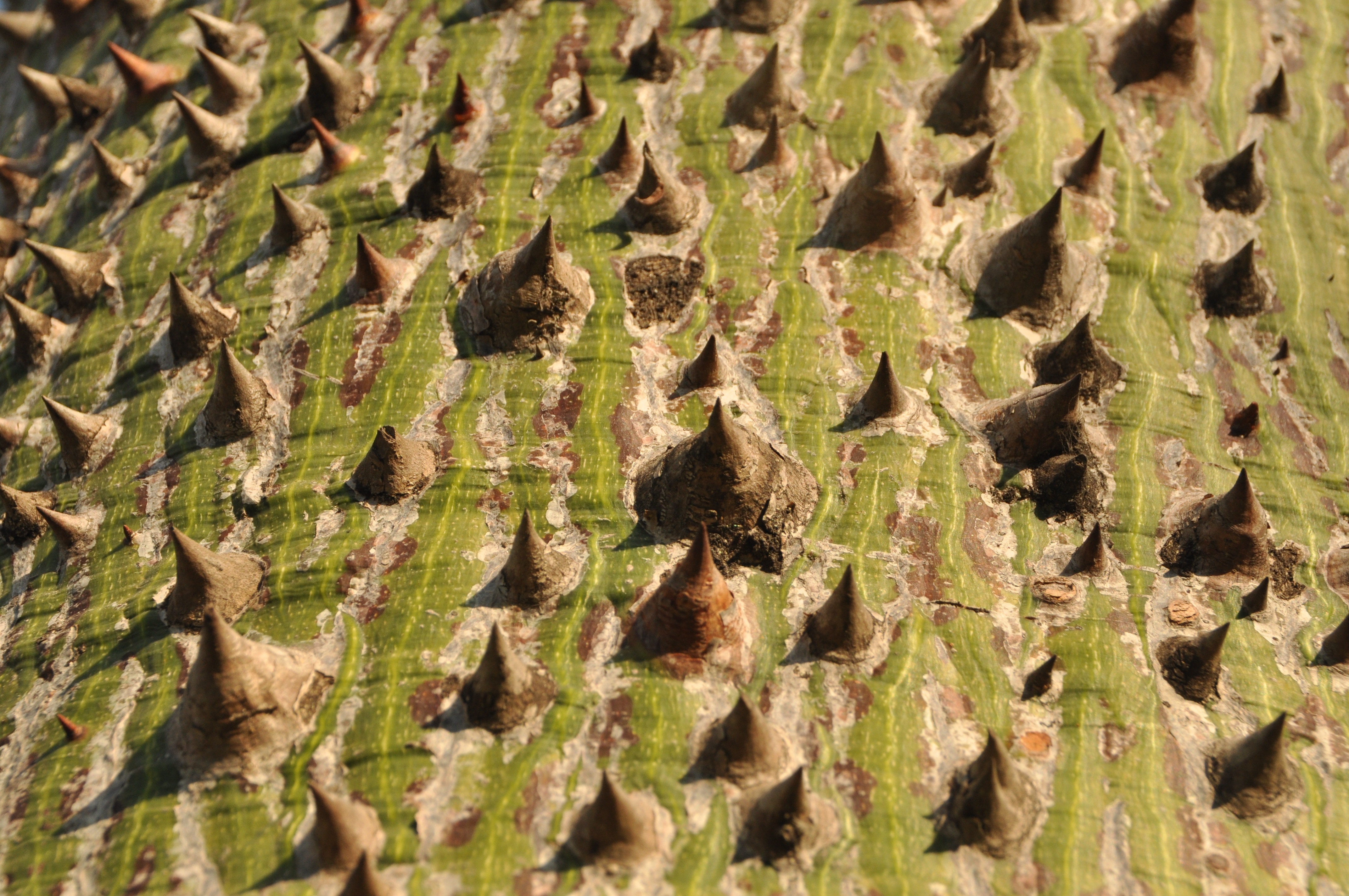 green and brown spikes