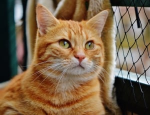 orange tabby cat near black metal fence looking up during daytime thumbnail