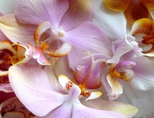 purple and white moth orchids thumbnail