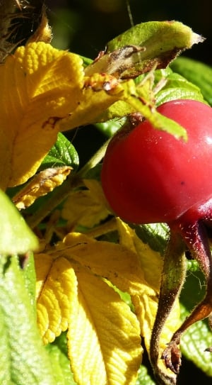 red oval fruit thumbnail
