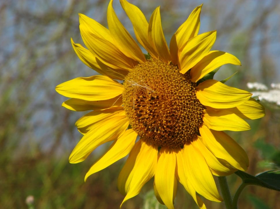 sunflower flower preview