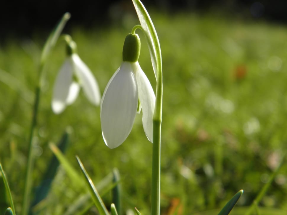 Snowdrop, Spring Knotenblume, growth, fragility preview
