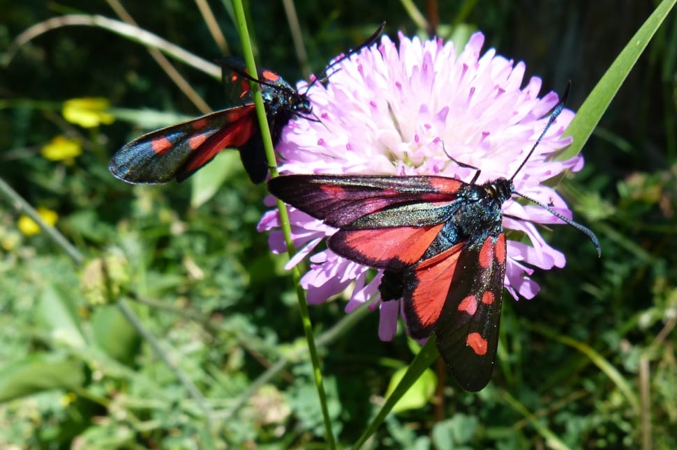 Zygaena Purpuralis, Insects, Butterflies, insect, flower preview