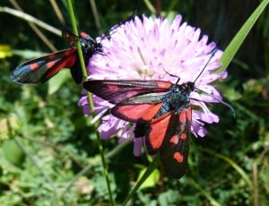 Zygaena Purpuralis, Insects, Butterflies, insect, flower thumbnail