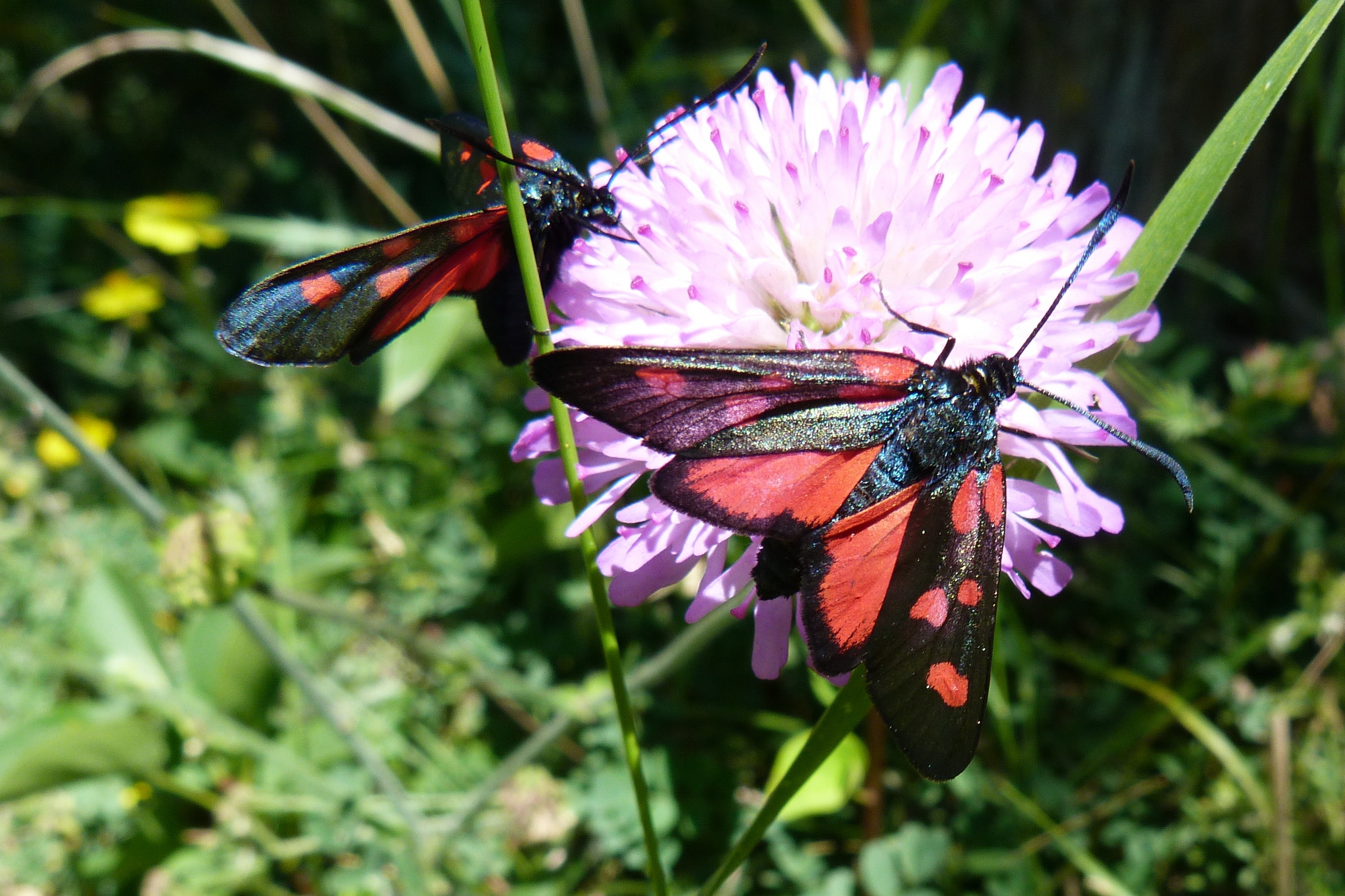 Zygaena Purpuralis, Insects, Butterflies, insect, flower