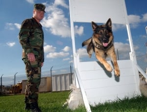 man in soldier camouflage suit standing beside black and tan german shepherd jumping on obstacle during daytime thumbnail