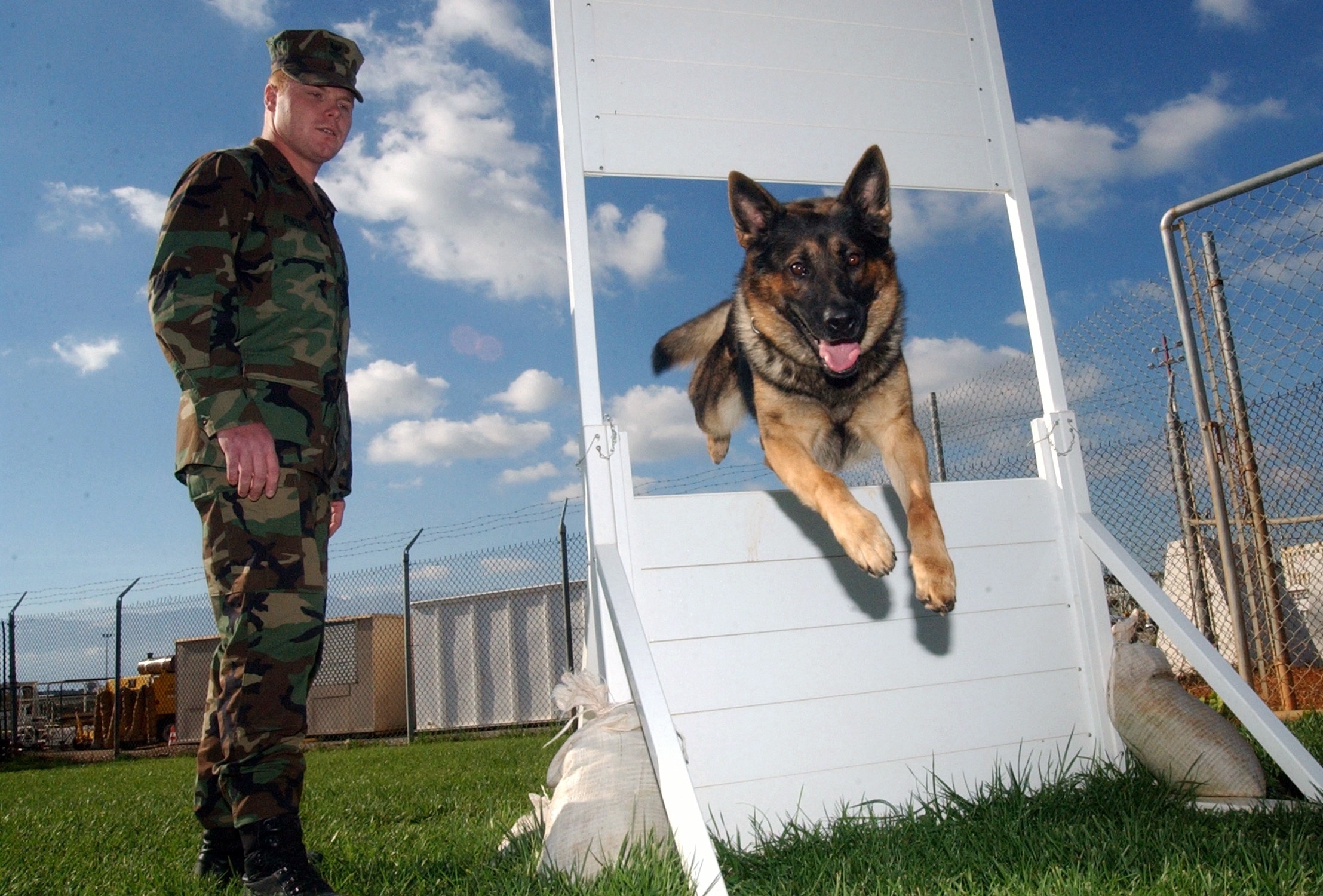 man in soldier camouflage suit standing beside black and tan german shepherd jumping on obstacle during daytime