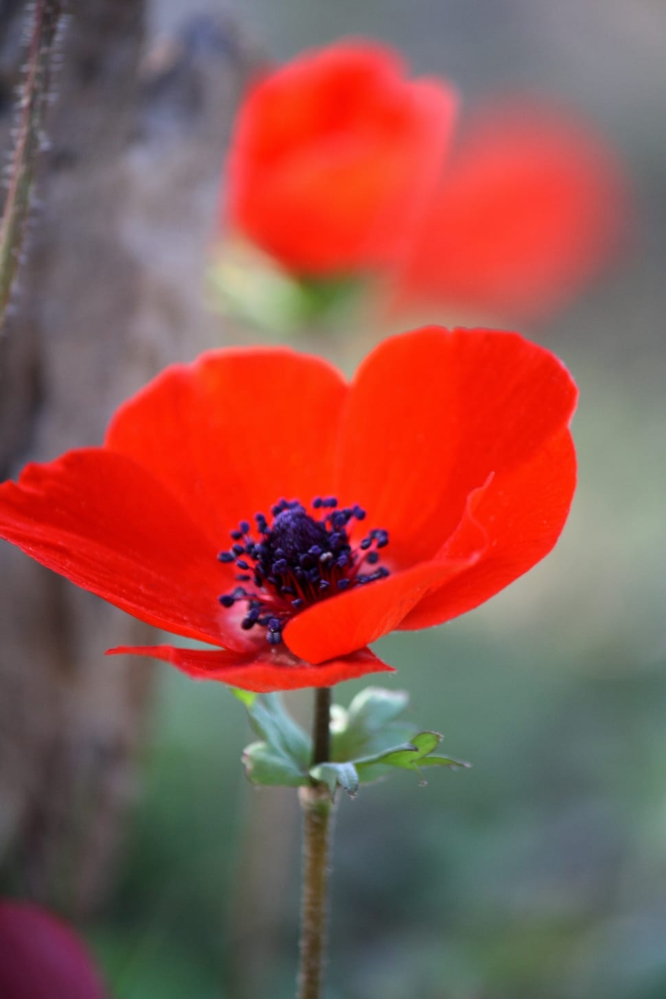 Red, Flower, Red Flower, Nature, Anemone, flower, poppy preview