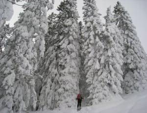 pine trees covered with snow thumbnail