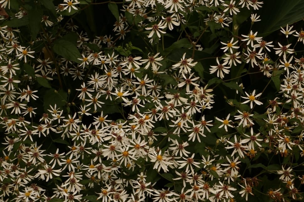 white daisy fields preview