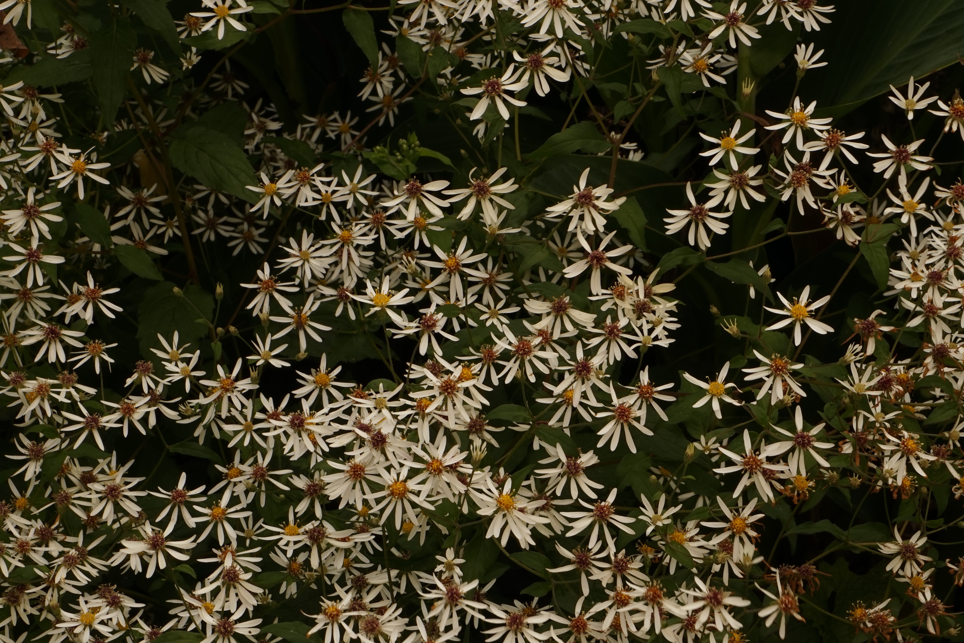white daisy fields
