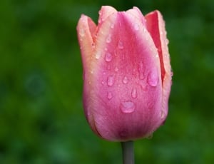 pink tulip thumbnail