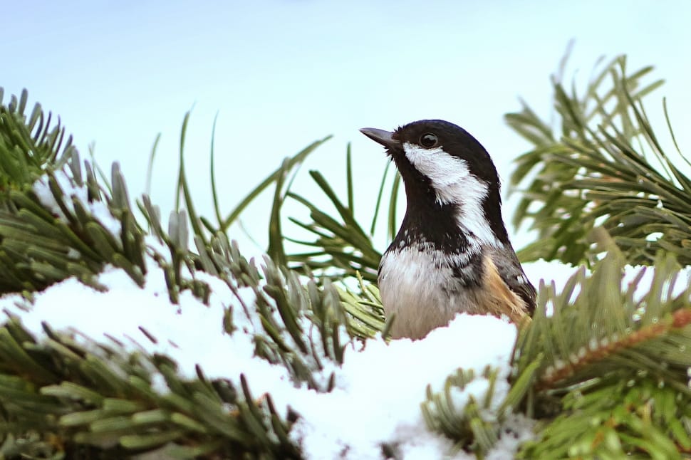 black Capped Chickadee preview