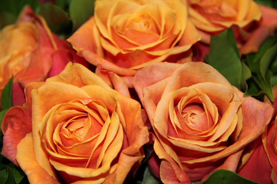 close-up photo of orange petaled flowers in bloom preview