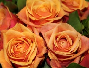 close-up photo of orange petaled flowers in bloom thumbnail