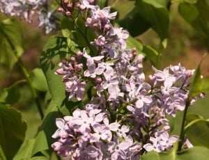 Flower, Lilac, Purple, White, Spring, plant, leaf thumbnail